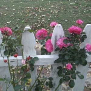 Meet your Posher, Sherrie